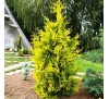Туя западная Еллоу Риббон (Yellow Ribbon) С3